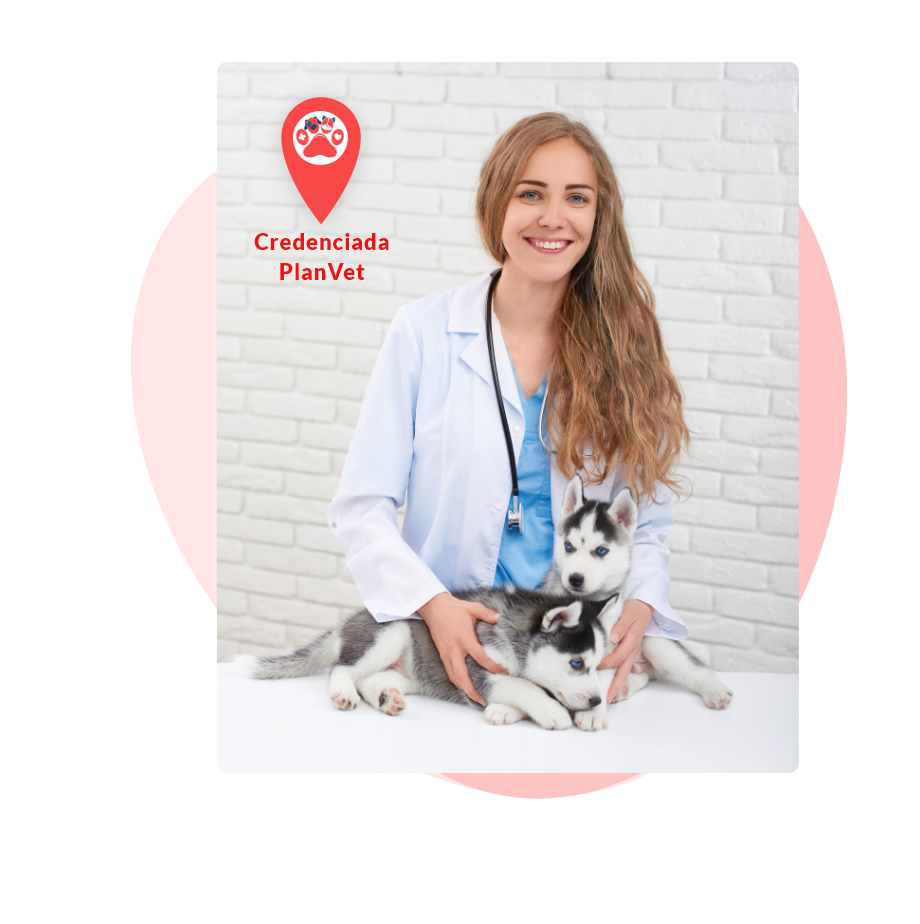 Veterinária segurando filhotes de Rusks Siberianos